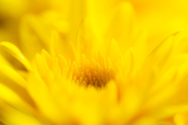 istock macro yellow flower background,macro yellow flower backdrop 1432307564