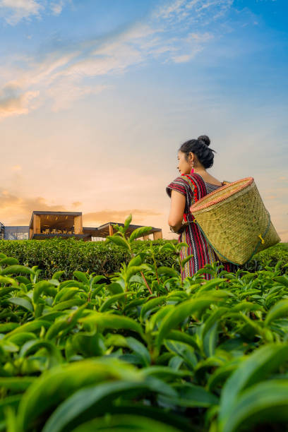 femme cueillant des feuilles de thé dans une plantation de thé, fille cueillant des feuilles de thé, belle femme asiatique récoltant des feuilles de thé le matin, feuilles de thé dans le champ de thé, - tea crop plantation tea leaves farmer photos et images de collection