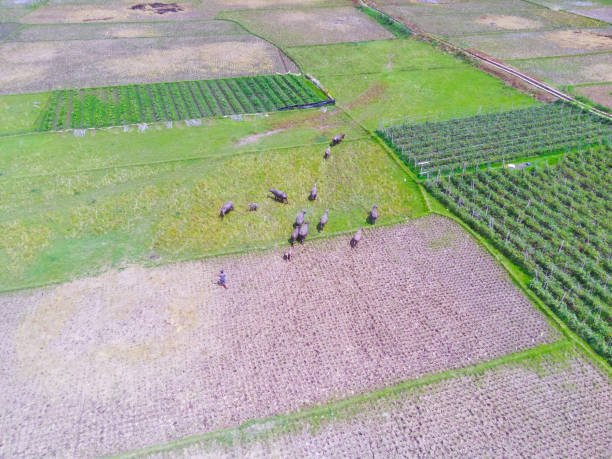 istock A herd of buffalo roaming over a rice field 1432308036