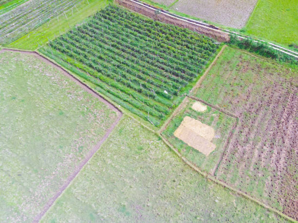 istock Aerial vegetable plantation among rice fields 1432308066