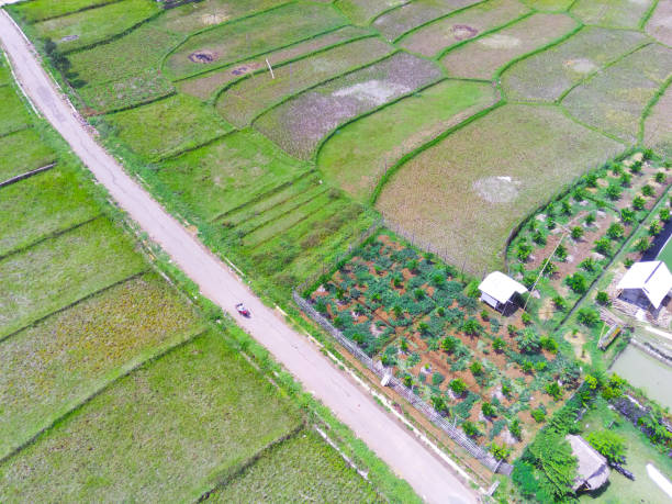 istock Aerial vegetable plantation among rice fields 1432308323