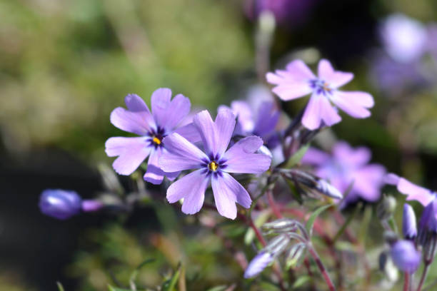 istock Creeping Phlox Purple Beauty 1432308816