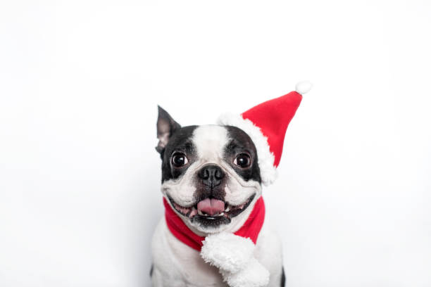 A happy and cheerful Boston Terrier in a Santa Claus hat and scarf smiles and sticks out his tongue on a white background. The concept of New Year and Christmas. stock photo