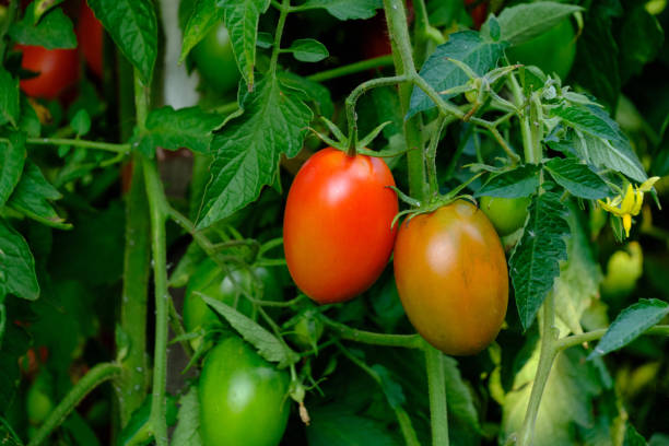istock Bright red ripe tomatoes in garden on bush. 1432311636