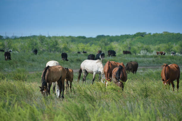 istock Herd horses and herd of cows background graze in meadow. 1432311661