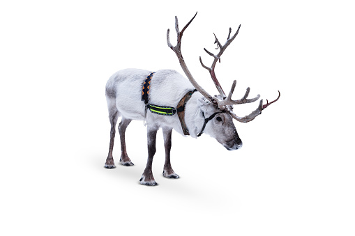 Reindeer with harness isolated on white background.