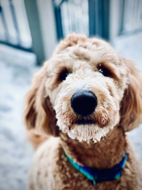 istock Freezing in The Snow 1432312658