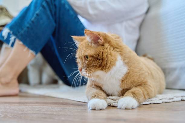 istock Old red cat lying at home on the floor 1432312909