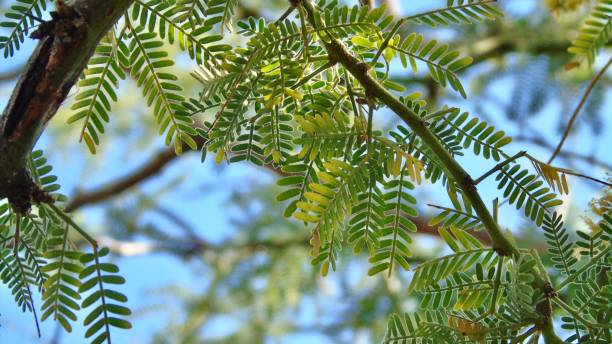 le foglie verdi in crescita dell'albero mesquite kiawe (prosopis pallida) nel parco statale di mākena a maui, hawai'i. - mesquite tree foto e immagini stock
