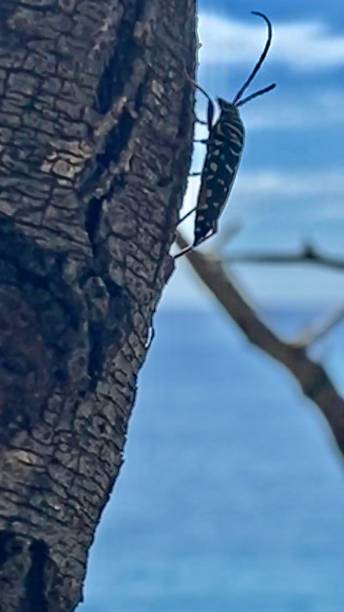 uno scarabeo adulto mesquite borer longhorn (placosternus difficilis) si ferma sulla corteccia di un albero kiawe mesquite hawaiano (prosopis pallida). - mesquite tree foto e immagini stock