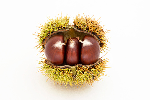 Fresh chestnut in its shell with thorns in autumn