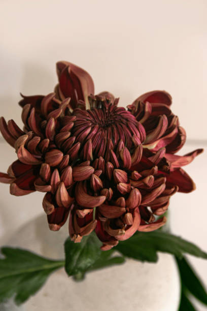 цветы бордовой хризантемы крупным планом. - пространство стоковые фото и изображения