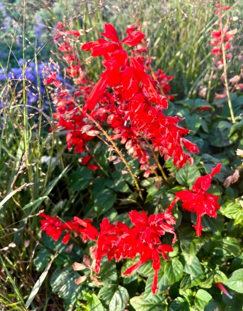 istock Flowers in the wild 1432314217