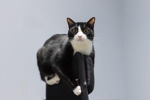 Black and white tuxedo cat is sitting on an office chair back
