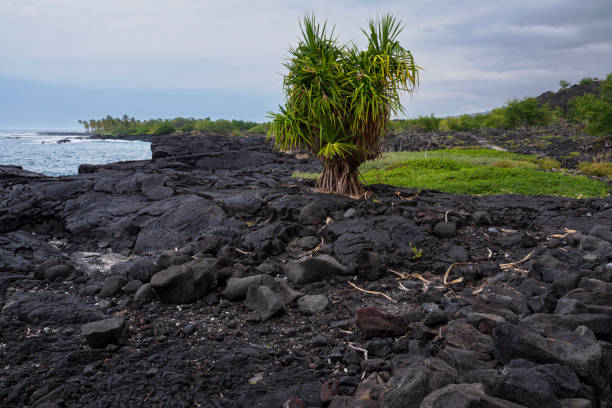 istock black lava rock and coastline at alahaka bay 1432318063