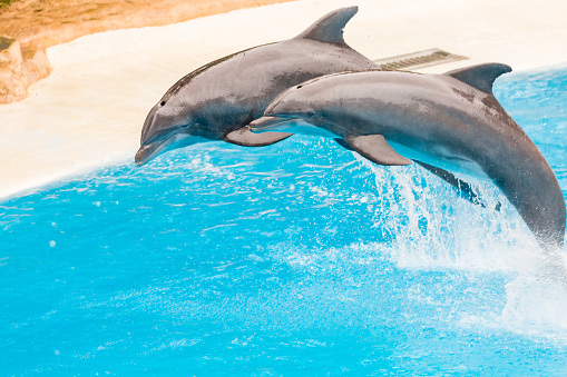 Two bottlenose dolphins or Tursiops truncatus in captivity in a show jumping in an aquarium pool