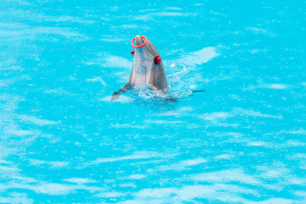 Shot of a dolphin further away diving out of the sea surrounded by water. Taken in Kauai, Hawaii, during the day.
