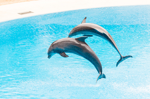 Beautiful dolphins jumping and training at the Aquarium.