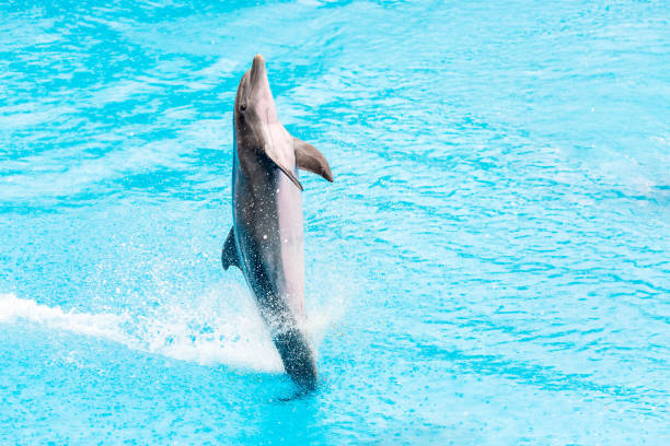 istock Bottlenose dolphin or Tursiops truncatus doing acrobatics in a pool 1432319045