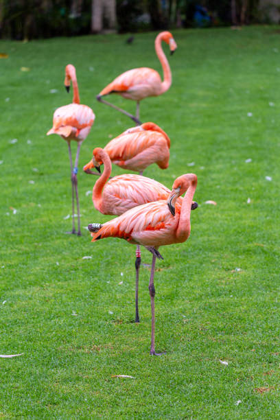 istock Group of five flamingos Phoenicopterus in captivity 1432319062