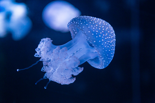 Phyllorhiza punctata, floating bell, Australian spotted jellyfish or white spotted jellyfish in aquarium captivity