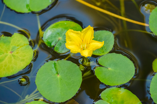 Fringed Water-lily, Nymphoides peltata, Yellow floating heart