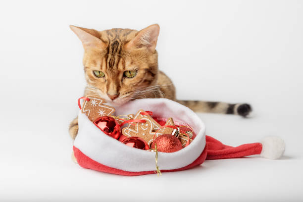 istock Ginger cat in Santa hat and Christmas decorations isolated on background. 1432320989