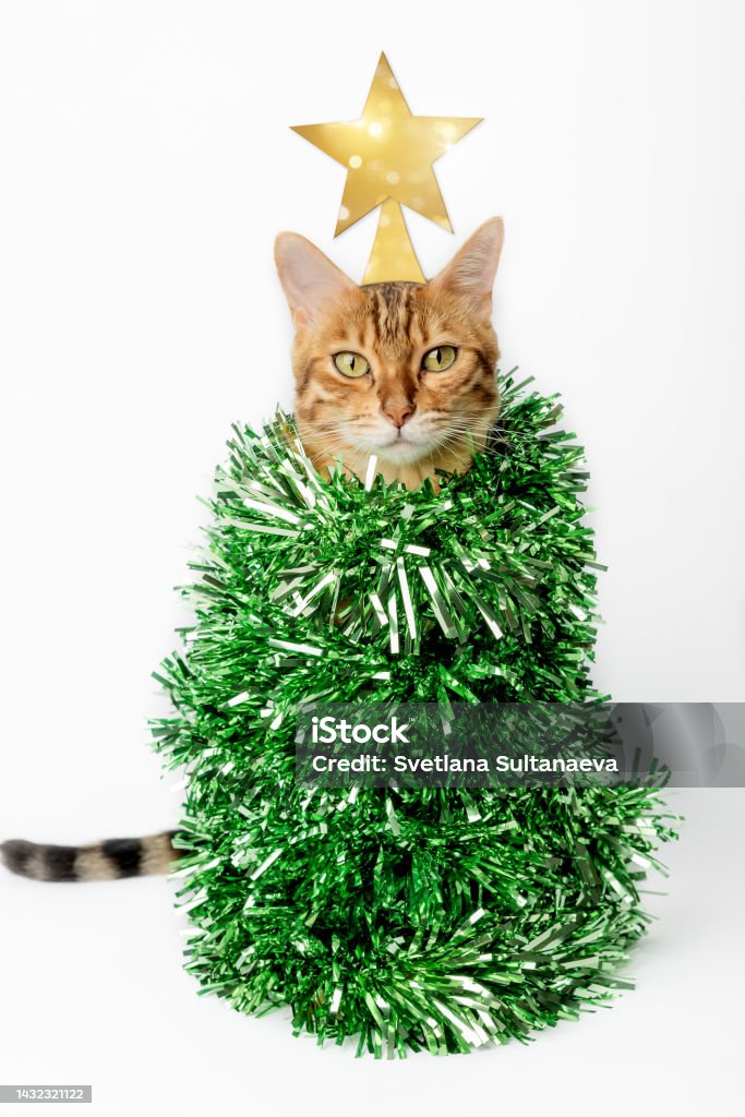 Domestic cat - Christmas tree on a white background. Domestic cat - Christmas tree on a white background. Funny cat is dressed up for New Year or Christmas. Domestic Cat Stock Photo