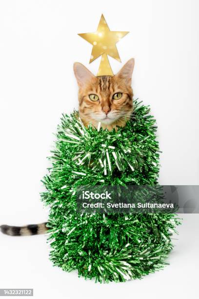Domestic Cat Christmas Tree On A White Background Stock Photo - Download Image Now