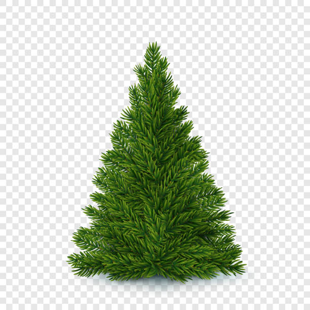 illustrazioni stock, clip art, cartoni animati e icone di tendenza di albero di natale vettoriale senza decorazioni - albero di natale