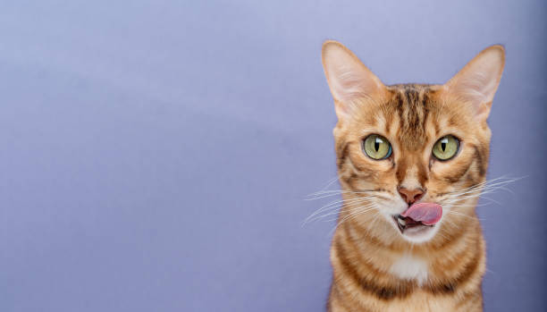 istock Licking Bengal cat on a blue background. 1432321356