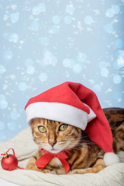 istock Ginger cat in Santa hat and Christmas decorations isolated on background. 1432321937