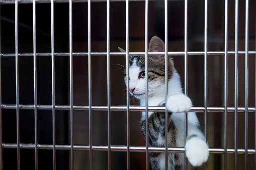 young cat paws through cage at animal shelter looking out