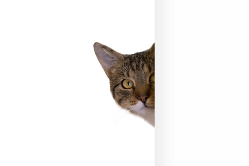 tabbi cat looking around the corner - white background
