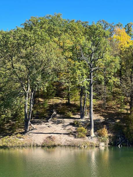 istock River in the forest at autumn. 1432323847