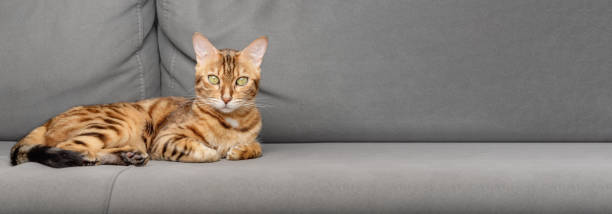 istock Lazy Bengal cat lies on the sofa. 1432323953