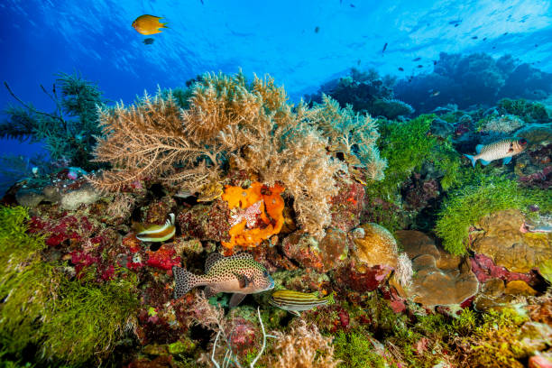 Biodiversity at the Edge of the Reef near Famous Blue Corner in Palau stock photo