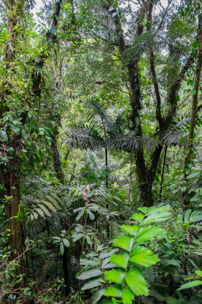 istock Vegetation of a natural park 1432326672