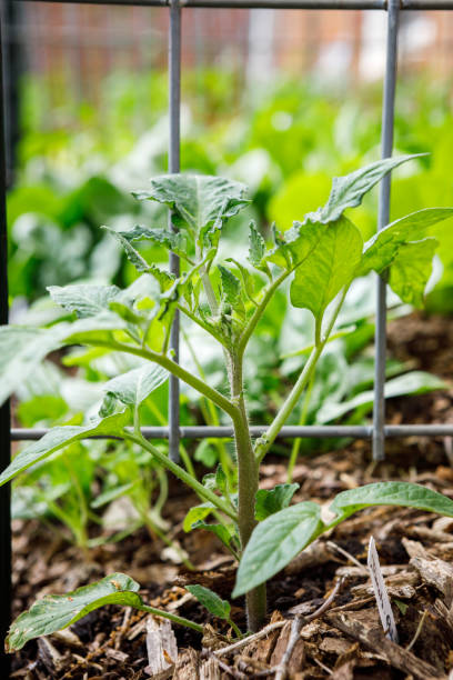 Tomato Seedlings in a Tomato Cage Small tomato seedlings planted in a tomato cage in a home organic garden in spring tomato cages stock pictures, royalty-free photos & images