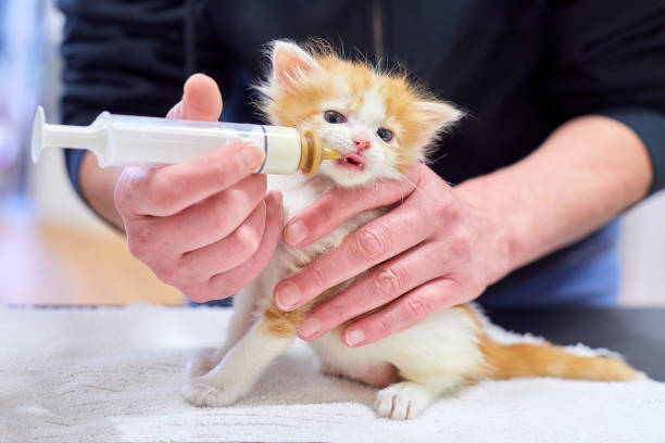 istock A white woman is bottle feeding a tiny orange and white kitten 1432329354