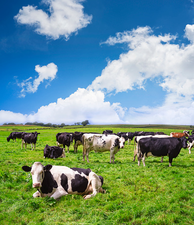 Grazing cows in a field eating blades of grass, black and white dairy cattle, in a green pasture landscape, head down