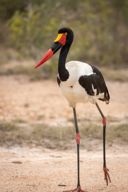 istock A saddle billed stork in the grass 1432330061
