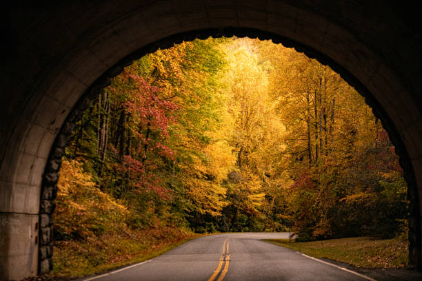 jesień na blue ridge parkway - country road tunnel tree road zdjęcia i obrazy z banku zdjęć