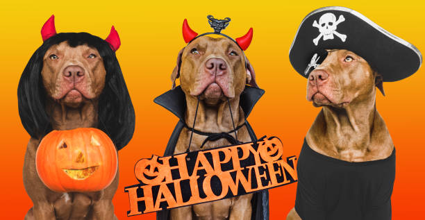 istock Lovable puppies and Halloween decorations. Photo collage 1432330644