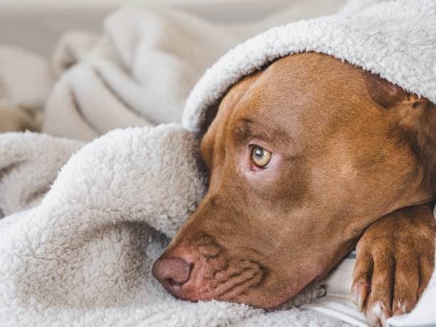 istock Lovable, pretty puppy lying on the bed 1432331233