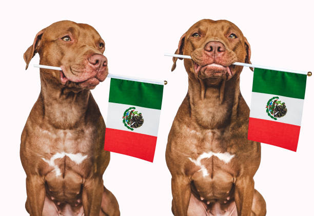 istock Lovable, pretty dog and Mexican Flag. Closeup 1432331296