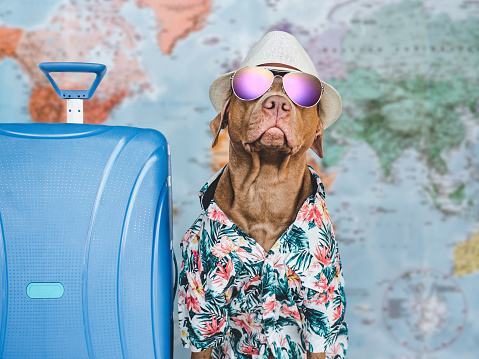 Lovable, pretty brown puppy and blue suitcase. Travel preparation and planning. Close-up, indoors. Studio photo, isolated background. Concept of recreation, travel and tourism. Pets care