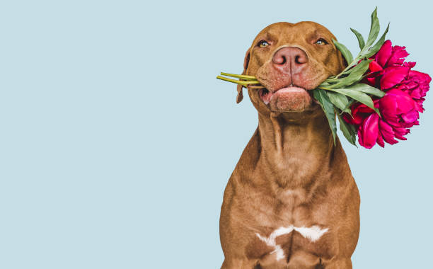 istock Lovable, pretty brown puppy and bright flowers 1432331945
