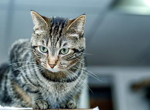 A cute young female striped tabby cat domestic animal pet is crouched on a table looking down curiously at something below her perch. She's been bouncing around playfully, but periodically she stops dead when something interesting catches her eye.