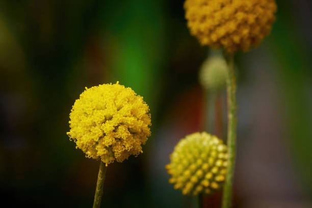 Craspedia Globosa 'Golf Beauty' (Billy Buttons) flowers